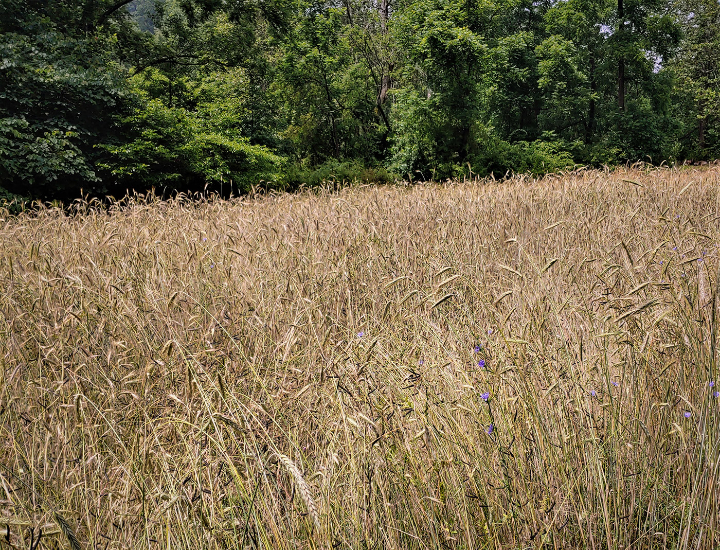 field background image
